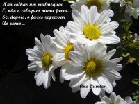 /album/momentos-de-reflex%c3%a3o/malmequeres-jpg/